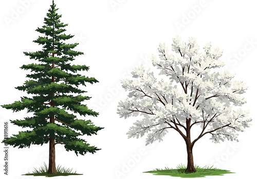 Evergreen and flowering tree illustration, seasonal contrast in foliage, spring blossom and conifer pairing, botanical diversity artwork, nature design, landscape concept