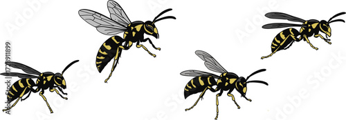 Flying wasps isolated on white background, detailed insect illustration, dangerous yellow black hornets, pest control concept, nature wildlife entomology drawing, swarm