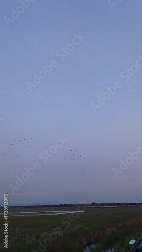 a colony of birds flying in the darkening afternoon sky