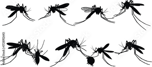 Mosquito silhouettes isolated on white background, detailed insect vector illustration, dangerous pest control concept, bloodsucking insect drawing, disease carrier bug collection