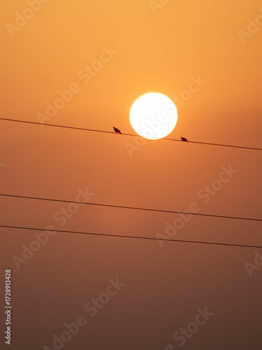 Aves entre el sol