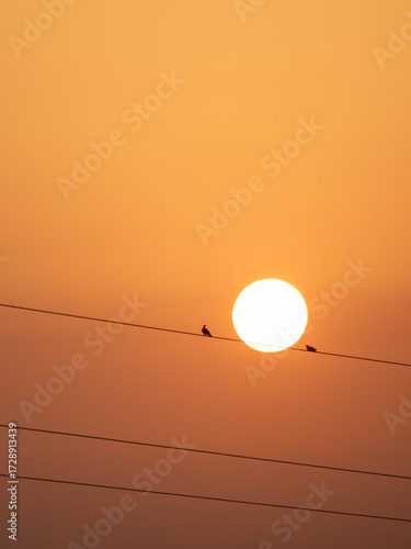 Aves entre voltios