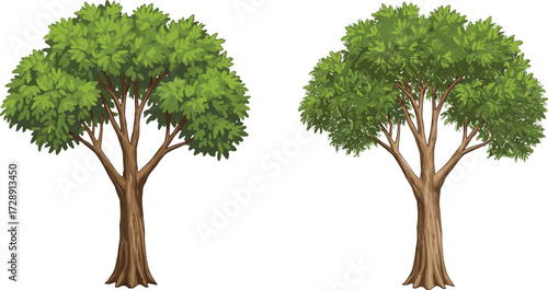 Green leafy tree, detailed natural foliage, botanical plant design, eco friendly landscape element, nature environment art, cad drawing flat vector illustration