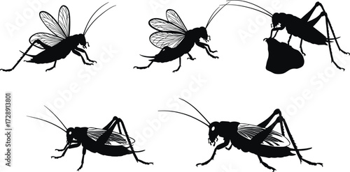 Silhouette of crickets, grasshoppers, insect collection, black isolated bugs, wildlife entomology illustration, pest species, flying and crawling insects, vector art design