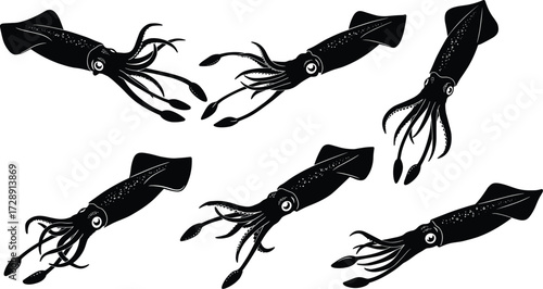 Silhouette of squids, marine animal illustration, sea creature vector, underwater wildlife drawing, aquatic mollusk shapes, isolated squid collection, biology ocean nature study design