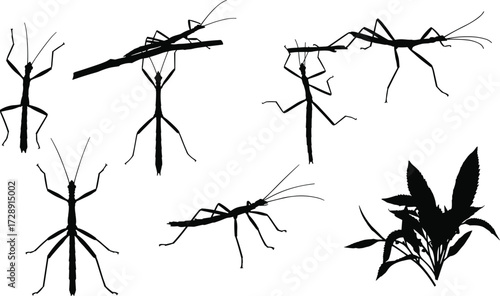 Stick insect silhouette collection, walking stick bug vector illustration, insect design artwork, nature camouflage insect graphic, wildlife entomology drawing, stick bug icon set