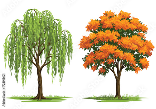Weeping willow and autumn tree illustration, seasonal foliage contrast, vibrant orange and green leaves, botanical diversity artwork, nature design, landscape concept