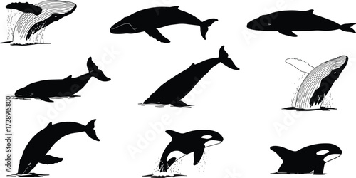 Whale silhouette collection, humpback whale, blue whale, killer whale, marine life illustration, sea animals, ocean wildlife, aquatic mammal, vector design, black white art