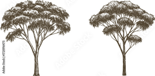 Detailed tropical tree silhouette, hand drawn botanical foliage, vintage forest plant design, natural landscape element, cad drawing flat vector illustration