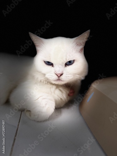 A white cat sitting calmly on the floor.