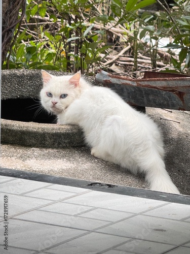 A white cat sitting gracefully on a water jar, with a bright white patterned background, at home in Pak Phanang, Nakhon Si Thammarat, filmed on September 27, 2025.