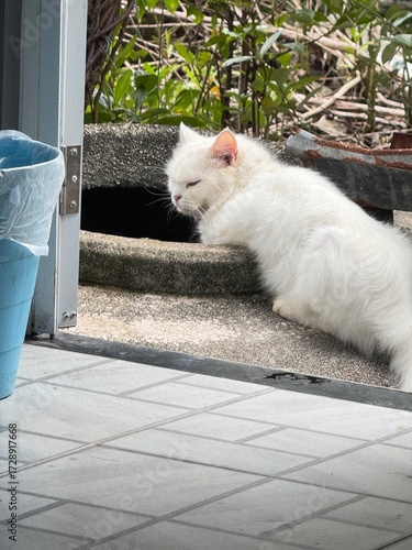 A white cat sitting gracefully on a water jar, with a bright white patterned background, at home in Pak Phanang, Nakhon Si Thammarat, filmed on September 27, 2025.