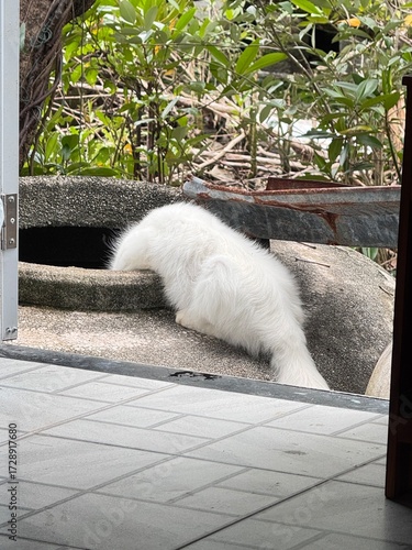 A white cat curiously looking into a water jar