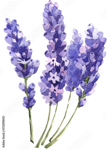 dark lavender flowers isolated on white background