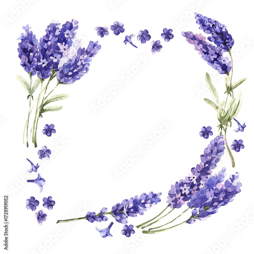 Elegant purple lavender flowers bouquet isolated on white with a spring.