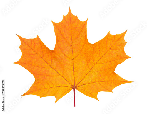 Wallpaper Mural Leaf, nature, autumn, foliage, plant, botany, seasonal, colorful, maple, isolated, single, vibrant, red, orange, yellow, detail, texture, natural, crisp, fresh, bright, background, white, studio, clos Torontodigital.ca