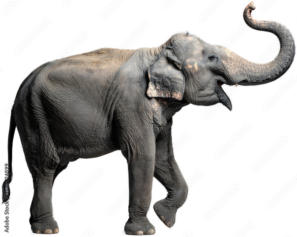 Obraz premium A graceful Asian elephant in a strong posture with its trunk lifted high, isolated on a plain grey studio background for easy compositing.