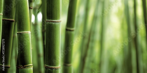 A row of bamboo plants with green leaves. The bamboo is tall and straight. The leaves are green and the stems are brown