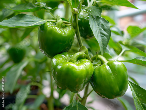 Green bell pepper vegetable plant garden fresh organic agriculture leaf healthy ripe Plump green bell peppers growing plant garden surrounded by lush leaves showcasing freshness and organic