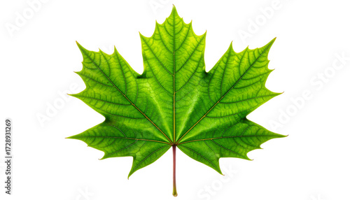 Green Maple Leaf Isolated on White Background.