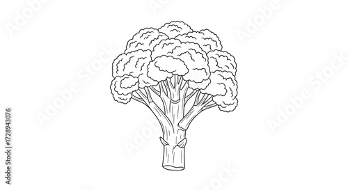 A fresh healthy green broccoli floret offering numerous nutritional benefits for a balanced diet.