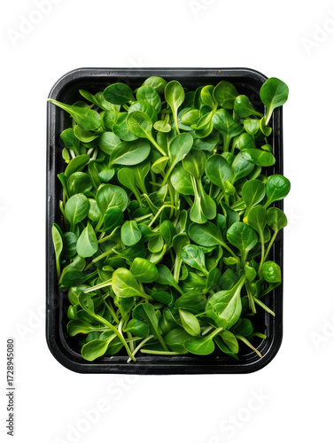 Fresh green microgreens in a square container isolated on transparent background