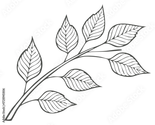 Botanical branch illustration featuring detailed leaf vein design in line art style for creative design projects