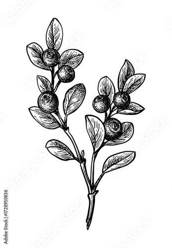 Blueberry branch ink sketch.