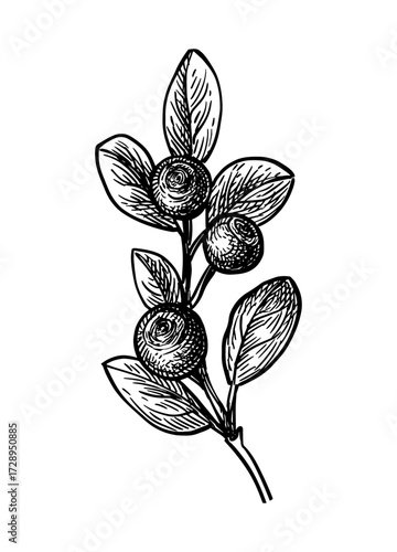 Blueberry branch ink sketch.
