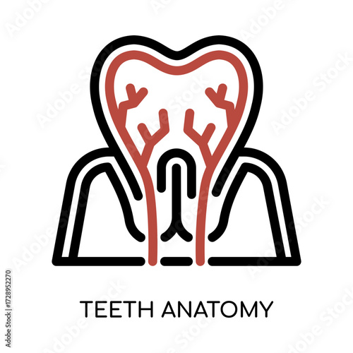 Teeth Anatomy Icon
