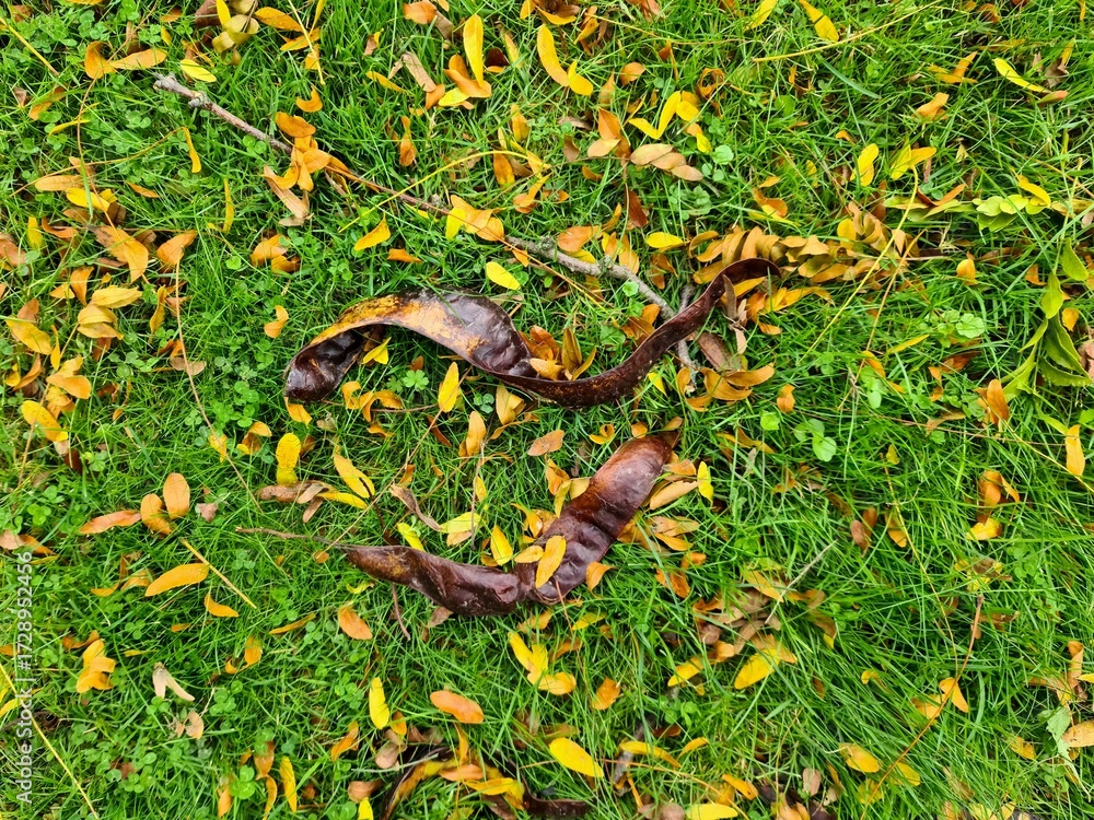Naklejka premium Autumn seed pods on green grass with fallen leaves
