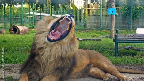 Lion yawning showing fangs and open mouth
