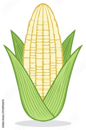 Illustration of a fresh yellow corn cob with green leaves unfurled