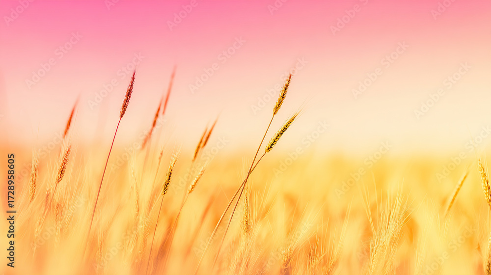 Fototapeta premium Autumn Wheat Ears