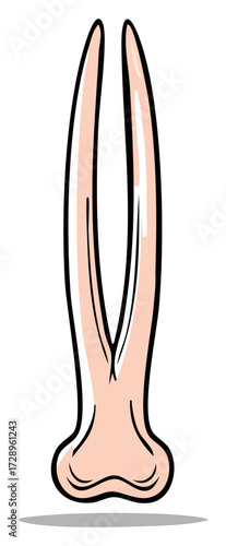 Detailed vector illustration of a bifurcated human tooth root or molar anatomy for dental health concepts