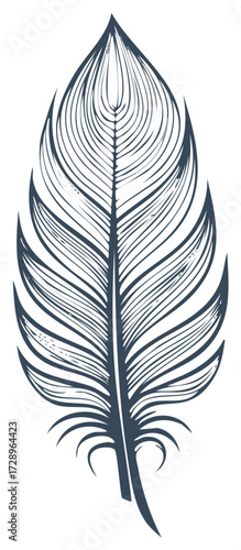 Line art illustration of a single bird feather