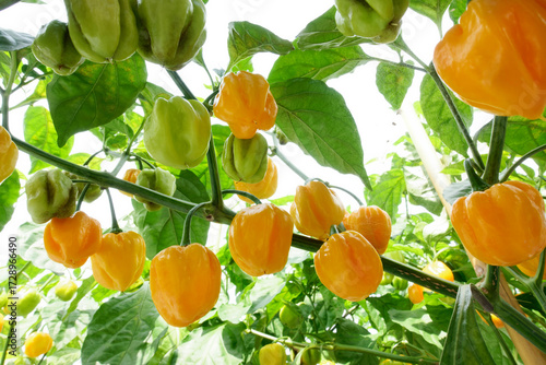 Habanero pepper plant with yellow ripe fruits ready for picking.