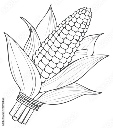 Corn on the cob with husks, black and white line art illustration, seasonal autumn harvest