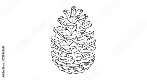 Pine cone illustration, a botanical line art