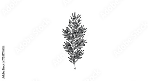 Rosemary sprig, a fragrant herb for cooking
