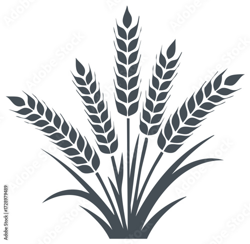 Wheat ears illustration. Detailed outline of stalks, leaves and grains in a graphic style.