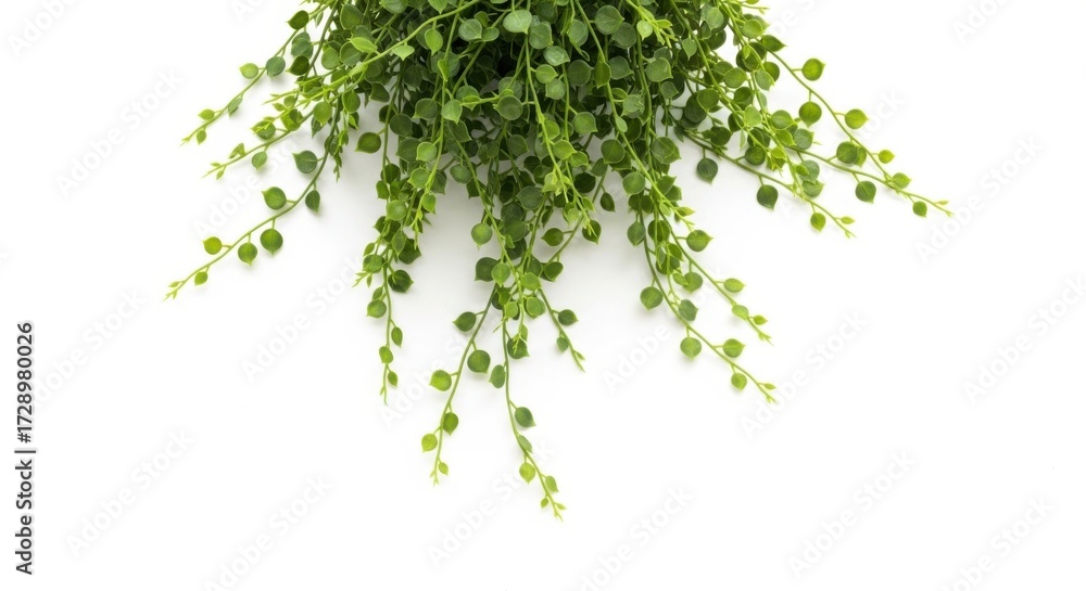 Obraz premium Trailing green plant with small leaves isolated on white background
