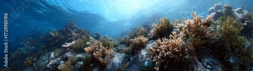 Underwater coral reef exploration ocean hdri panoramic environment map