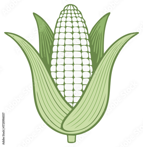 Freshly Harvested Corn Cob with Husk Illustration in Green Tones