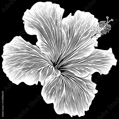 Hibiscus Flower Illustration