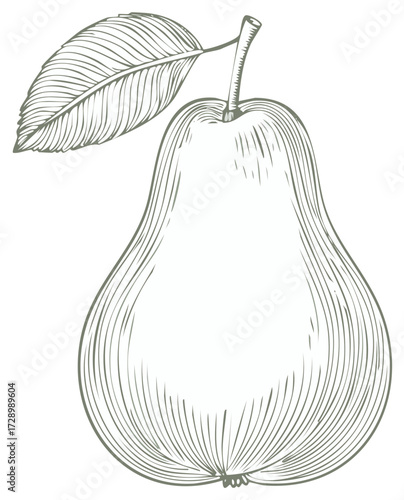 Engraved illustration of a pear with a leaf, etched botanical fruit drawing and design element for culinary or gardening themes