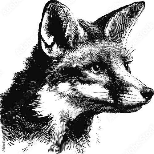 Fox portrait, detailed ink drawing of canine's head with focused expression