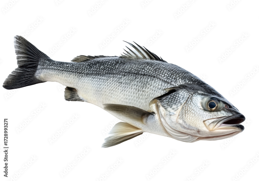 Fototapeta premium Fresh Seabass fish animal of marine life