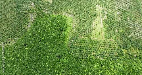 Aerial view a vivid contrast between a palm plantation and a lush forest. the transition from agricultural land to untouched wilderness, highlighting patterns of land use and environmental impact.