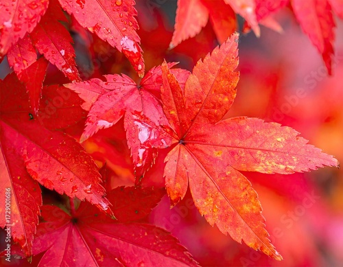 Red Maple Leaves Autumn Nature Detail